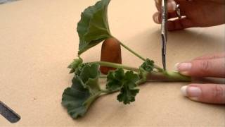 How to take pelargoniumgeranium cuttings [upl. by Freya]