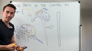 Overview of the Central Nervous System CNS [upl. by Ranee20]