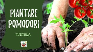 Come piantare i pomodori nellorto [upl. by Burne458]