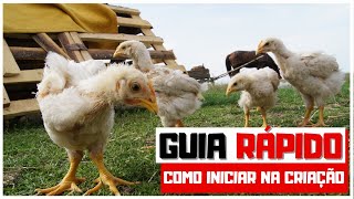 Tutorial RÁPIDO para criação de galinha POEDEIRA [upl. by Gader]