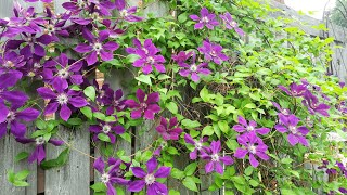 Clematis Vine Varieties 🌺 [upl. by Holofernes]