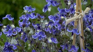 Bush Clematis Production Tips  Walters Gardens [upl. by Gere18]