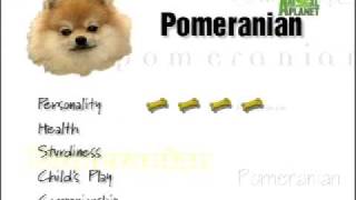 Breed All About It  Pomeranian [upl. by Rumery]