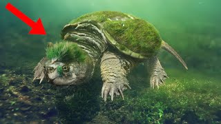 10 Weirdest Animals In The World [upl. by Wiese]