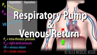 How Respiratory Pump Affects Venous Return Animation [upl. by Annerol]