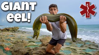 RESCUING Giant EEL TRAPPED In A TIDE POOL Crazy [upl. by Isolt]