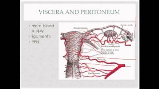 anatomy review  for OB GYN rotation [upl. by Tiffie972]