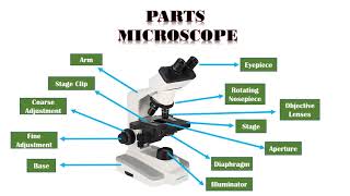 Microscope Types Parts and Function [upl. by Sidhu]