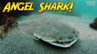 Natures Perfect Ambush Predator The Angel shark [upl. by Mcneil773]