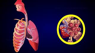 REGULATION OF RESPIRATION [upl. by Barber]