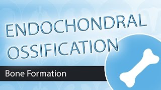 Endochondral Ossification [upl. by Sevy]