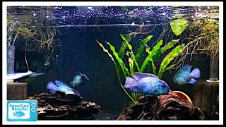 Nine Great Beginner Cichlids [upl. by Yartnod379]