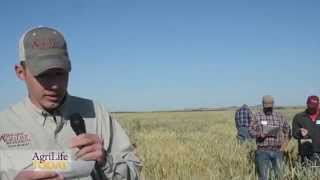 Triticale provides grazing advantages [upl. by Ellehcram]