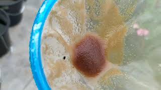 How to culture daphnia moina in a small container Part 1 English Subtitle [upl. by Aniger339]