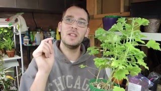 Taking Stem Cuttings of Pelargoniums Geranium [upl. by Sexton]