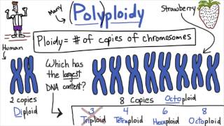 Polyploidy  Tales from the Genome [upl. by Milda615]