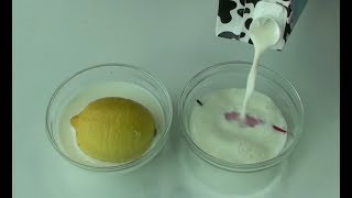 How to make yogurt culturestarter at home Cooking A Dream [upl. by Karissa]