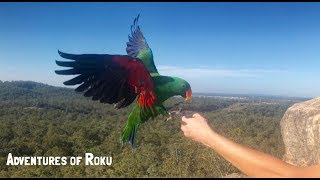 Eclectus amp Major Mitchell Parrot Free Flying [upl. by Lev]