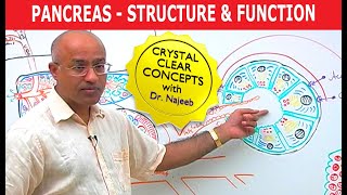 Pancreas  Structure and Function [upl. by Ulises]