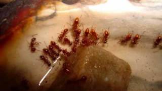 The Story of My Ant Colony Myrmica rubra [upl. by Dareg]