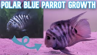 Polar Blue Parrot Cichlid Growth Timelapse  Juvenile to Adult [upl. by Gabi]