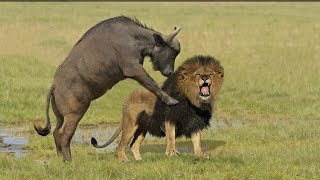 Incredible Lion Vs Buffalo  Buffalo Kill Lion To Save His Life [upl. by Eliott548]