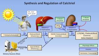 Calcium and Phosphate Metabolism [upl. by Cyrill599]