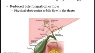 Identifying cholestasis on your liver labs panel [upl. by Anirtac]