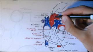 Cardiovascular System Anatomy [upl. by Lyudmila]