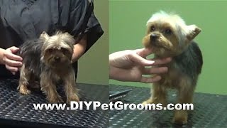 Groom A Yorkshire Terrier quotYorkiequot  Puppy Cut Trailer [upl. by Arela]