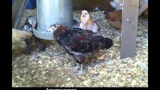 Raising Ameraucana Chickens httpwwwthebackyardchickencoopcom [upl. by Auburta361]