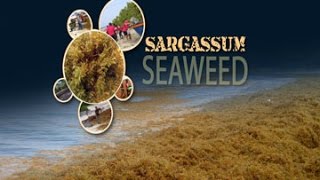 GIS Report  Sargassum Seaweed [upl. by Eninnaej302]