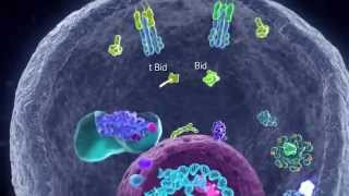 Apoptotic Pathways [upl. by Rachel]