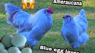 Ameraucana Chicken  Blue Egg Layer  My Homestead [upl. by Warford]