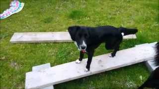 Dog Agility How to build a Dog Walk [upl. by Eikciv]