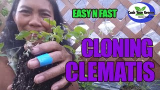 How to Propagate CLEMATIS [upl. by Ludie]