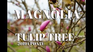 Magnolia Tulip Tree [upl. by Hershell]