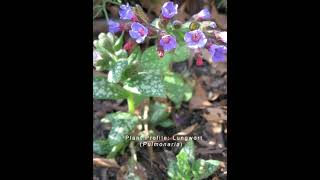 Lungwort Plant Profile [upl. by Ezra739]