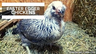 Easter Eggers Chickens [upl. by Darlene]