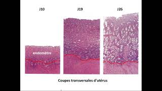 SVT 2nde  structure histologique de lutérus [upl. by Ahseiym]