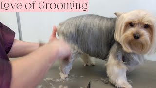 Yorkie Pet Grooming [upl. by Llerroj]