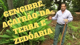 Gengibre açafrão da terra e zedoaria Qual a diferença e como plantálas [upl. by Erle841]