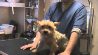 Grooming an Aggressive Yorkie Yorkshire Terrier Part 1 [upl. by Irakuy]