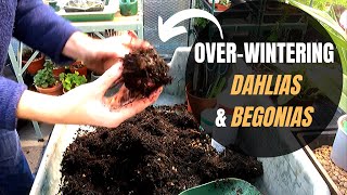 STORING DAHLIAS and BEGONIAS OVER WINTER  why and how [upl. by Saeger]