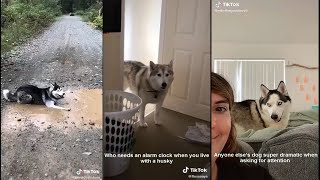 Why are huskies so dramatic 👀  TikTok [upl. by Showker]