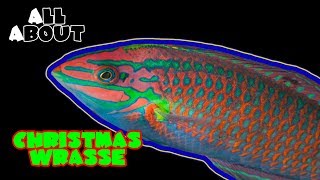 All About The Christmas Wrasse [upl. by Yraht]