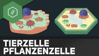 Tierzelle vs Pflanzenzelle  REMAKE [upl. by Ralston]