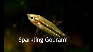 Sparkling GouramiTiny little croakers [upl. by August790]