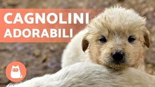 CAGNOLINI Adorabili e Divertenti 🐶 Video di Cuccioli Tenerissimi [upl. by Lederer644]