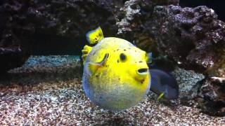 Golden Puffer Puffed Up [upl. by Schifra]